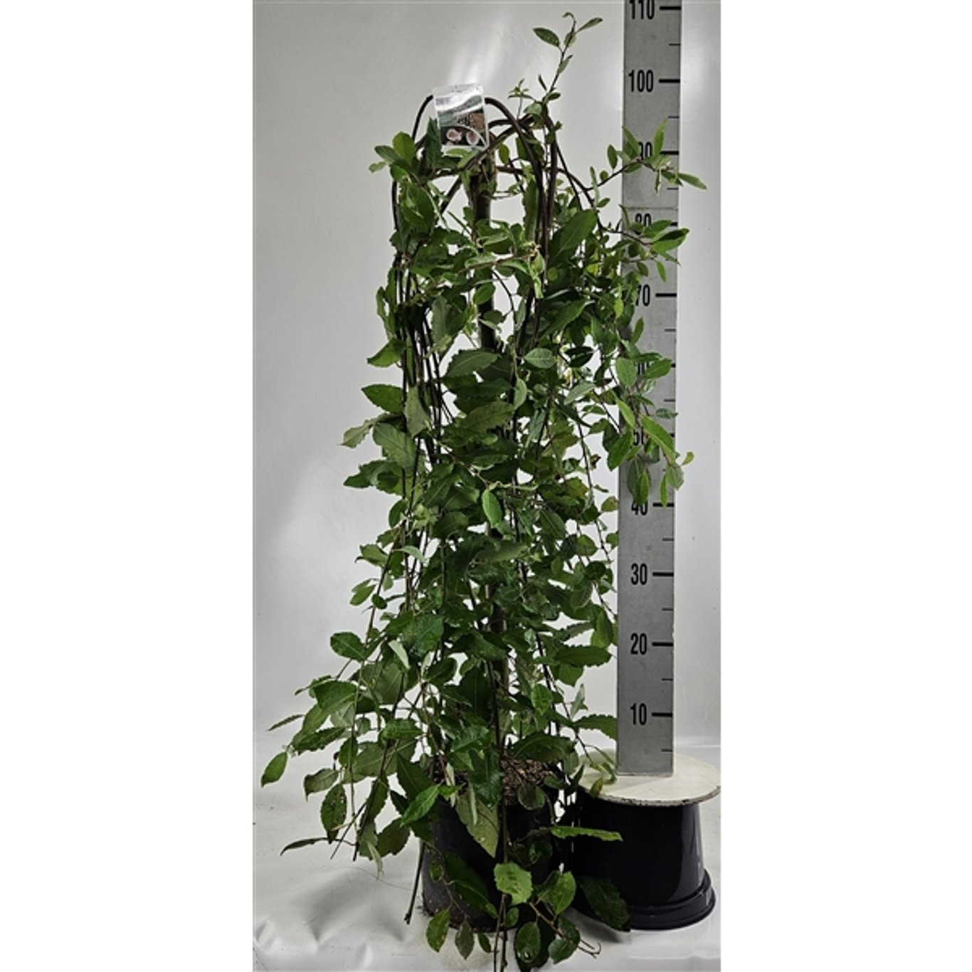 Hängsälg – Salix caprea 'Kilmarnock' - 80 CM Stem C5